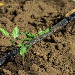 Guide to Dripline Irrigation Systems