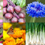 Our Most Popular Flower and Vegetable Seeds in 2021