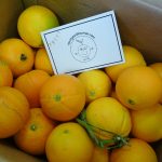 Fruit Hill Farms Orange Tree
