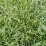 Winter Green Manures