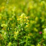 Yellow Rattle