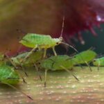 Organic Aphid Control