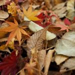 5 things to do in Autumn to Prepare your Garden for Winter and Spring