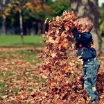 Using Leafmould as a Soil Conditioner