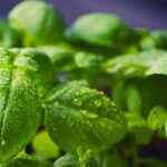 Boost Plants with a Foliar Feed