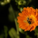 Put the buzz back!  Seeds for bees and other pollinators.