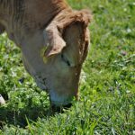 Multi-Species Swards/Variety-Rich Pastures