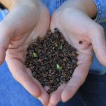 Open Pollinated Seeds