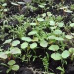 2025 Is a Strong Year for Cover Crop Establishment - Here’s Why