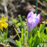 Flower Bulbs for Naturalising