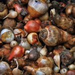 What to Plant in October