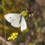 Cabbage White Butterfly