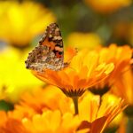 Growing a Medicinal Herb Garden