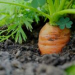 Carrot Root Fly