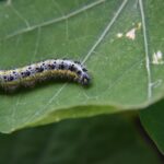 Organic Pest & Disease Control