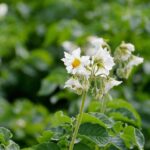 What are 'Certified' Seed Potatoes?