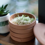 How to Sprout at Home