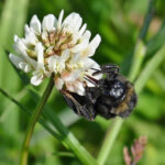 Seeds for Grassland, Forage and Soil Fertility