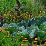 Companion Planting