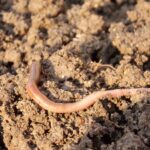 Soil Structure & Soil Health