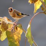 Make your garden a winter wildlife haven