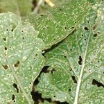 Flea Beetle and How to Control Them