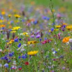 Choosing a Flower Meadow Mix