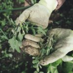 Organic Weed Control