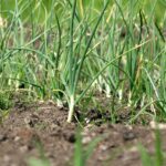 Overwintering Garlic and Onions