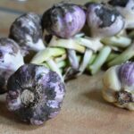 Garlic Plant Nutrition Guide