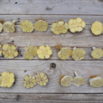 Garlic Varieties: Which One Should You Grow?