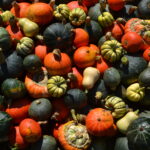 Harvesting & Storing Pumpkin