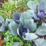 How Does Your Garden Grow - Featured July Winner