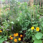How does your Garden Grow - Featured June Winner