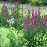 How does your garden grow - featured February garden