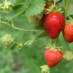 How To Grow 'Bare Root' Strawberries