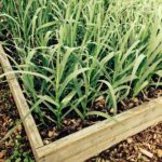 How To Grow Garlic