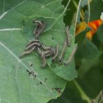 Pest and Disease Management