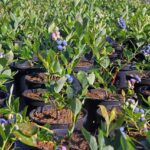 Klasmann Ericaceous Compost