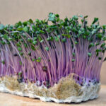 How To Grow Microgreens