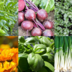 Most Popular Seeds 2024