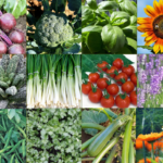 Most Popular Seeds 2023