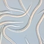 Nematodes for Vine Weevil and Crane Fly