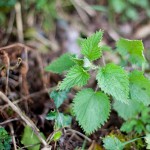 March Seasonal Table: Nettles