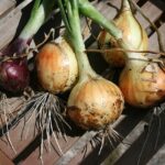 How to Grow Onions From Sets