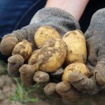 Harvesting & Storing Maincrop Potatoes