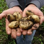 Potato Related Terminology