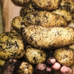 Potatoes - How to get a great crop