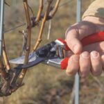 Pruning Soft Fruit Bushes