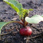 May Seasonal Table - Radishes